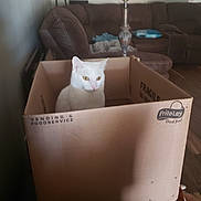 Flurry joined the competition — help win amazing prizes! animal, blanket, brown, cardboard_box, cat, couch, cozy, curious, domestic, floor, furniture, home, indoor, lamp, living_room, pet, relaxed, sitting, white_cat, yellow_eyes