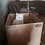 animal, blanket, brown, cardboard_box, cat, couch, cozy, curious, domestic, floor, furniture, home, indoor, lamp, living_room, pet, relaxed, sitting, white_cat, yellow_eyes