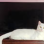 animal, cat, domestic_animal, ears, eyes, feline, fur, household, indoor, laying_down, living_room, looking_at_camera, pet, relaxed, resting, tail, television, whiskers, white_cat, wooden_surface