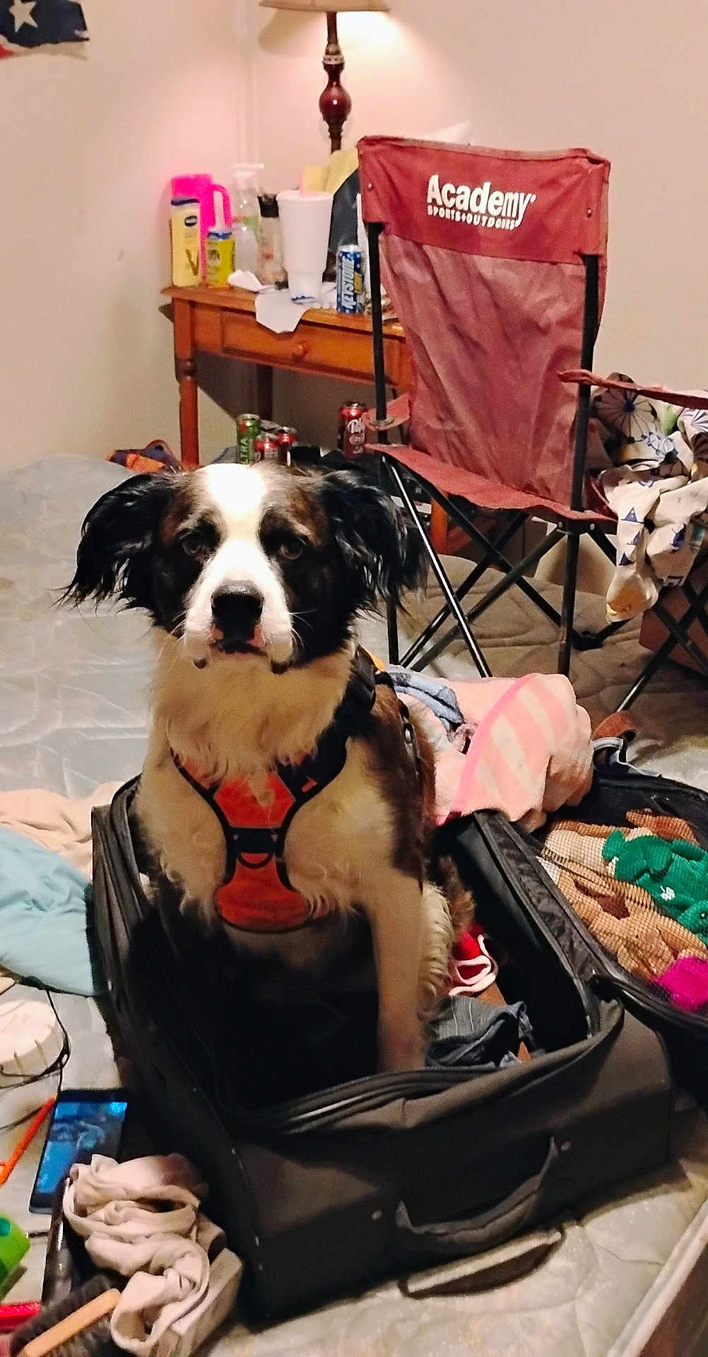 Li'L Texas Aka Tex.
