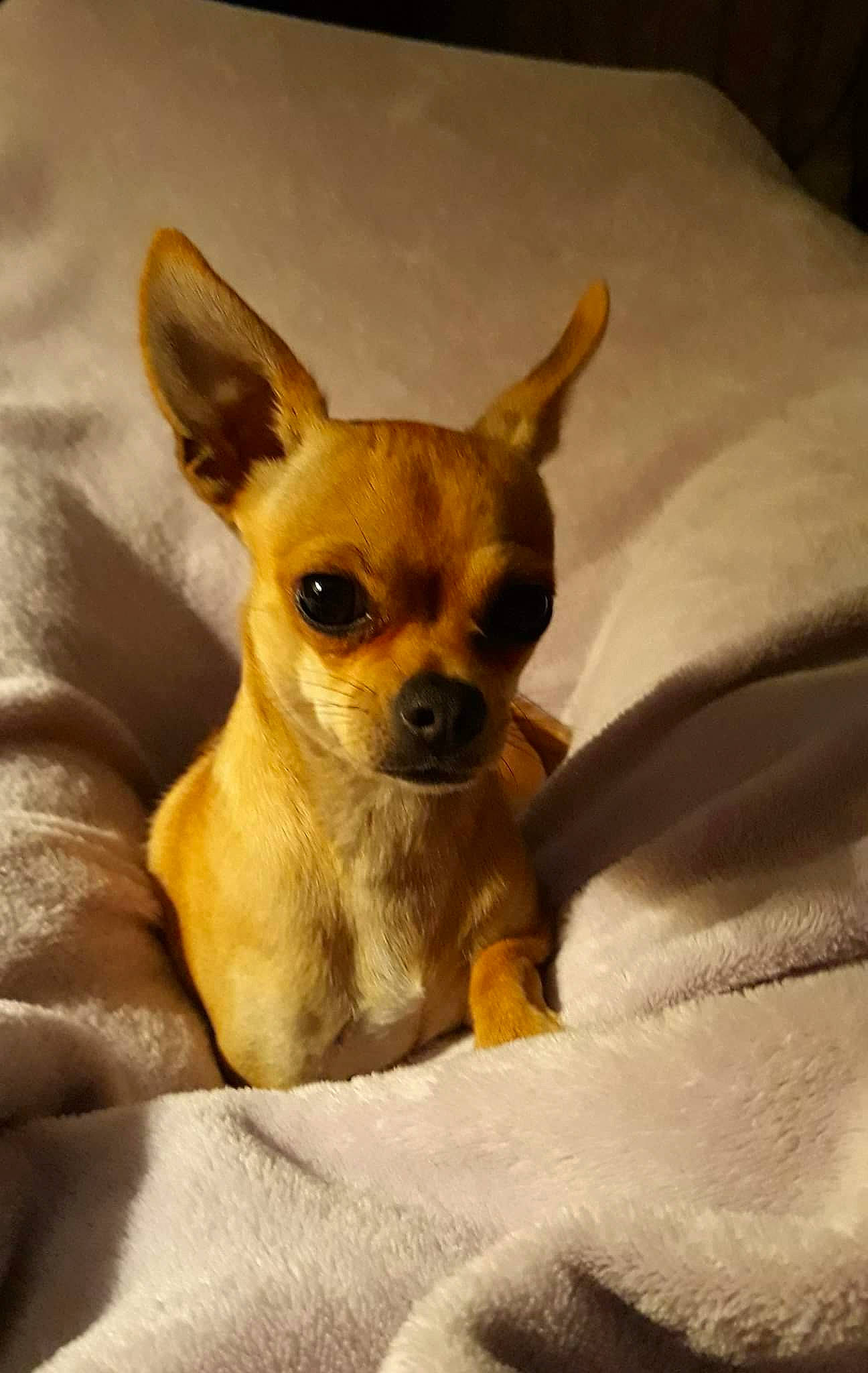 Starla is registered to the contest to win money with this photo: carnivore, chihuahua, comfort, companion_dog, corgi_chihuahua, dog, dog_breed, ear, eye, fawn, fur, paw, russkiy_toy, sitting, sporting_group, terrestrial_animal, terrier, toy_dog, whiskers, working_animal