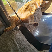 Butters is registered to the contest to win money with this photo: cat, ginger_cat, indoor, hammock, macrame, window, sunlight, relaxed, sleeping, cushion, greenery, cozy, pet, furniture, home, resting, paw, curtain, cardboard_box, sunny