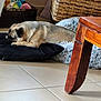 animal, basket, brown, cozy, cushion, dog, dog_bed, floor, furniture, gray, home, indoor, living_room, pet, plush_toys, pug, relaxing, resting, tile, wooden_table