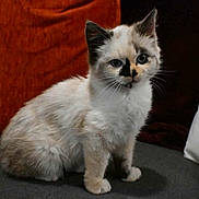 Nala participe au concours pour gagner de l'argent avec cette photo : animal, cat, couch, cozy, cushion, cute, domestic_cat, ears, face, feline, fur, indoor, kitten, markings, pet, sitting, soft, tote_bag, whiskers, young