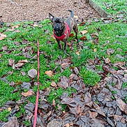 Luffy participe au concours pour gagner de l'argent avec cette photo : dog, brindle, red_harness, leash, grass, fallen_leaves, outdoor, playground, swing, wood_chips, pet, animal, nature, park, daytime, canine, walking, leaves, greenery, leash_taut