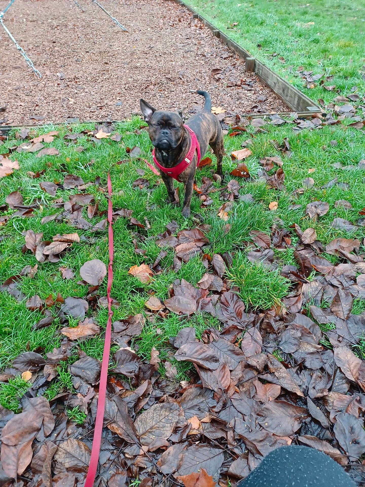 Luffy participe au concours pour gagner de l'argent avec cette photo : dog, brindle, red_harness, leash, grass, fallen_leaves, outdoor, playground, swing, wood_chips, pet, animal, nature, park, daytime, canine, walking, leaves, greenery, leash_taut