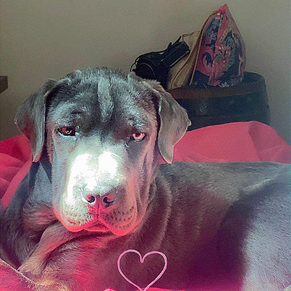 Bella