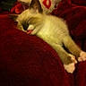 cat, closeup, cozy, cute, domestic_animal, fur, heart_pattern, indoor, kitten, nap, paws, pet, plush_toy, red_blanket, resting, sleeping, small_animal, soft_texture, tongue_out, toy