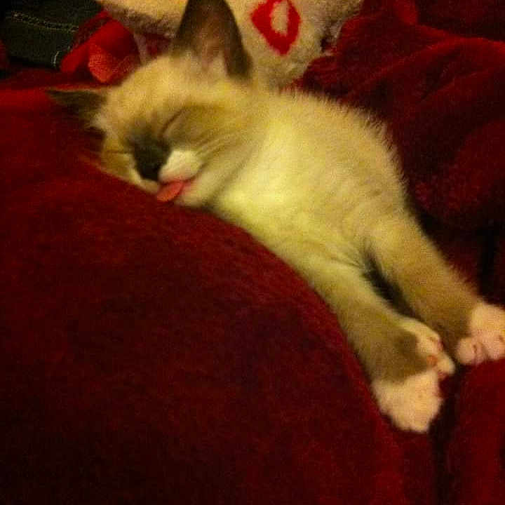Pookah