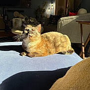 Maple joined the competition — help win amazing prizes! cat, sunlight, indoor, pet, feline, relaxed, blue_surface, living_room, couch, shadow, cozy, home, fur, whiskers, domestic_animal, resting, comfortable, warm_light, houseplant, decor