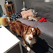 Nathalie Hars participe au concours pour gagner de l'argent avec cette photo : dog, brown_dog, living_room, sofa, cushions, plush_toys, wooden_table, floor, indoor, pet, tail, white_paws, furniture, grey_sofa, curious, animal, home_decor, lamp, blanket, cozy