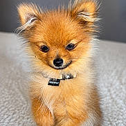 Caramel participe au concours pour gagner de l'argent avec cette photo : adorable, animal, brown, canine, carpet, collar, cute, dog, ears, fluffy, friendly, fur, indoor, pet, playful, pomeranian, puppy, small, walking, young
