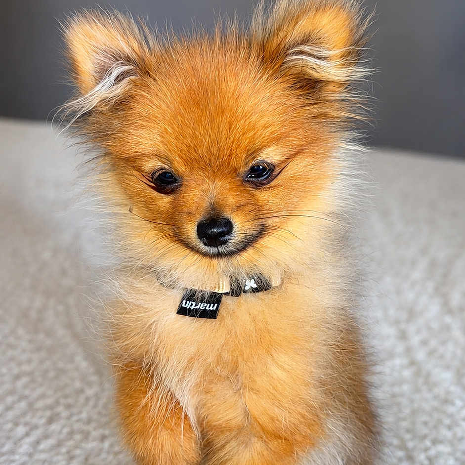 Caramel