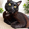 animal, background_blur, black_cat, cat, close_up, collar, cozy, curious, domestic_cat, feline, fur, indoor, lying_down, pet, plant, portrait, relaxed, soft_light, whiskers, yellow_eyes