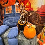 dog, pumpkin, halloween, scarecrow, plush, blanket, orange, decor, costume, fall, autumn, cute, small_dog, indoor, holiday, festive, fabric, stuffed_toy, animal, portrait