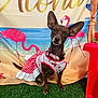 Mazikeen is registered to the contest to win money with this photo: dog, small_dog, pet, costume, dress, strawberry_pattern, collar, ears, grass, backdrop, flamingo, beach_theme, aloha_text, artificial_grass, pink_nails, animal, cute, posing, indoor, colorful