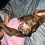 dog, brown_dog, pet, canine, small_dog, pink_shirt, clothing, lying_down, playful, teeth, ears, indoor, fabric, gray_background, close_up, animal, cute, domestic_animal, companion, resting