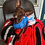 Mazikeen is registered to the contest to win money with this photo: dog, small_dog, brown_dog, blue_dress, floral_skirt, large_ears, tilted_head, chair, blanket, red_blanket, black_chair, window, blinds, indoor, pet, cute, animal, fur, portrait, sitting