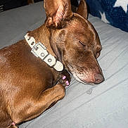 Mazikeen is registered to the contest to win money with this photo: dog, sleeping, brown_dog, collar, pink_nails, close_up, indoor, pet, resting, blanket, stars_pattern, cute, animal, cozy, paw, fur, snout, ears, peaceful, napping