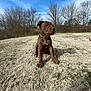 animal, boxer, bulldog, canine, dog, grass, ground, horizon, nature, outdoors, park, pet, pitbull, plant, puppy, rock, sky, soil, tree, vegetation