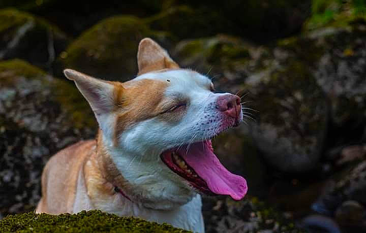 Tybelle participe au concours pour gagner de l'argent avec cette photo : canidae, canis, carnivore, collar, companion_dog, dog, dog_breed, fang, fawn, felidae, grass, non_sporting_group, organism, sporting_group, tail, terrestrial_animal, whiskers, wildlife, working_animal, yawn