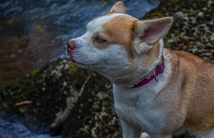 Tybelle participe au concours pour gagner de l'argent avec cette photo : ancient_dog_breeds, canidae, carnivore, collar, companion_dog, dog, dog_breed, dog_collar, dog_supply, fawn, fur, grass, leash, non_sporting_group, snout, sporting_group, tail, terrestrial_animal, whiskers, working_animal