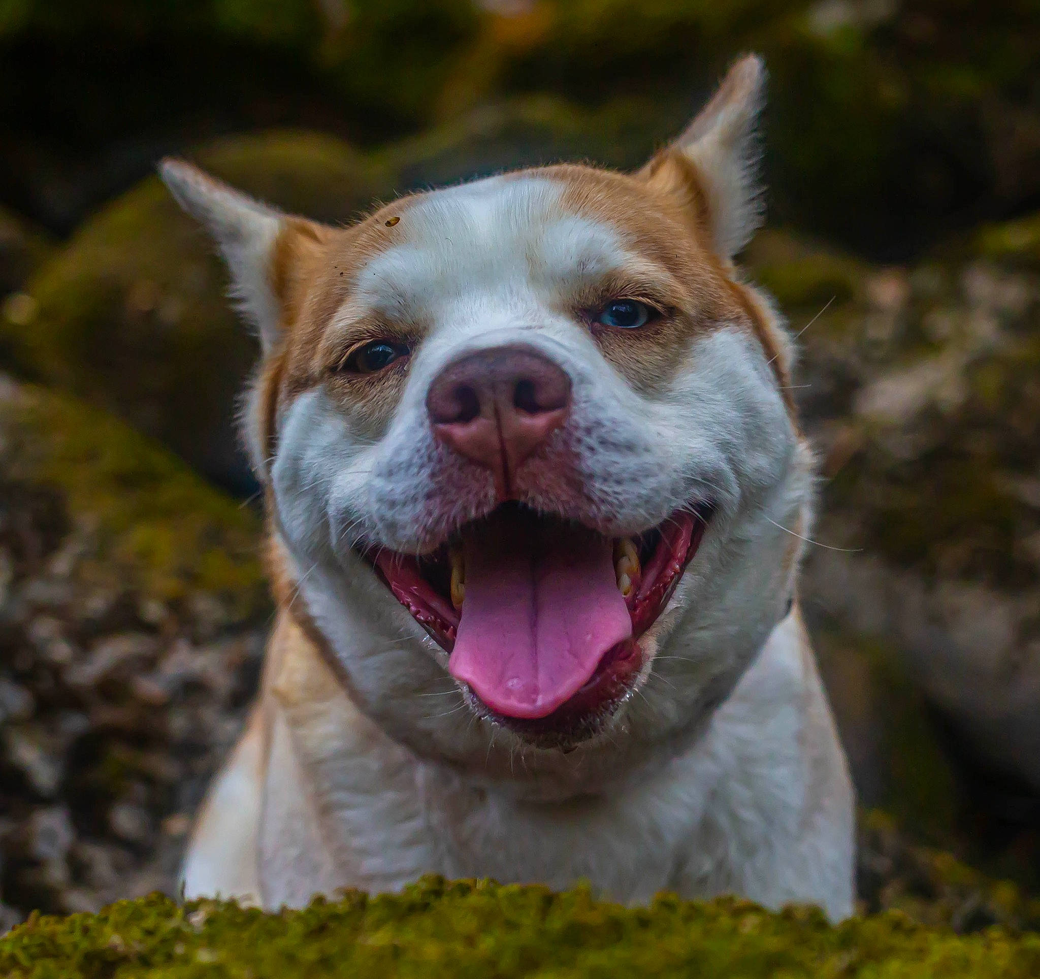 Tybelle a rejoint le concours — aidez-le/la à gagner de superbes lots ! ancient_dog_breeds, canidae, carnivore, collar, companion_dog, dog, dog_breed, dog_collar, fang, fawn, fur, grass, non_sporting_group, plant, smile, sporting_group, terrestrial_animal, whiskers, working_animal, yawn