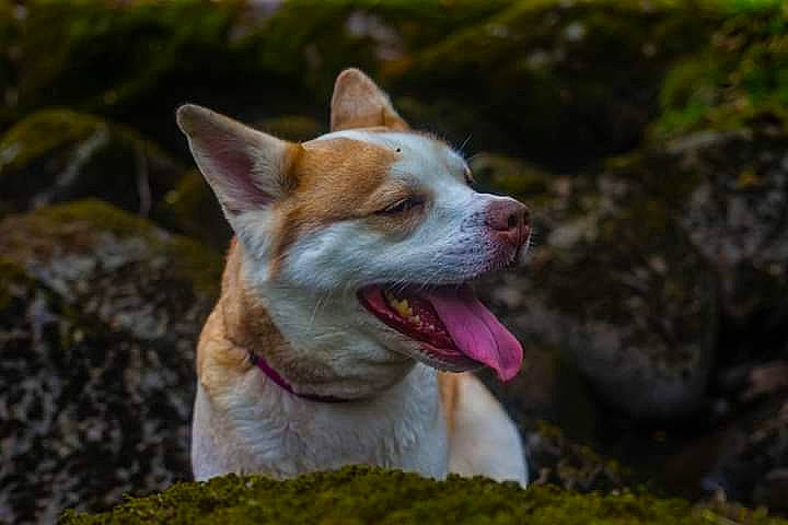 Tybelle a rejoint le concours — aidez-le/la à gagner de superbes lots ! ancient_dog_breeds, canidae, carnivore, companion_dog, dog, dog_breed, fang, fawn, grass, non_sporting_group, snout, sporting_group, terrestrial_animal, whiskers, wildlife