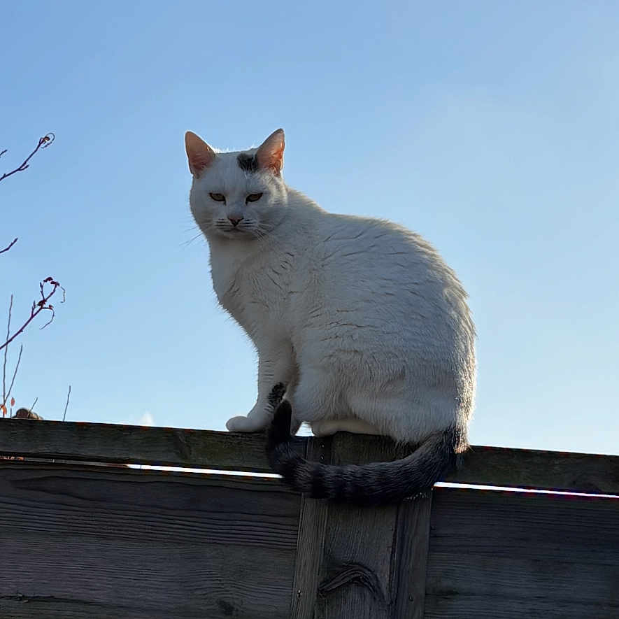 Vanille participe au concours pour gagner de l'argent avec cette photo : alone, animal, blue_sky, cat, daylight, ears, fence, fur, grumpy, looking_down, mammal, nature, outdoor, pet, sitting, sky, tail, whiskers, white_cat, wooden_fence