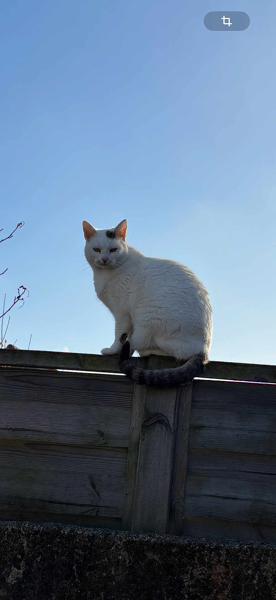 Vanille participe au concours pour gagner de l'argent avec cette photo : cat, white_cat, animal, pet, fence, wooden_fence, tail, outdoor, sky, blue_sky, daylight, nature, mammal, sitting, alone, looking_down, fur, whiskers, ears, grumpy