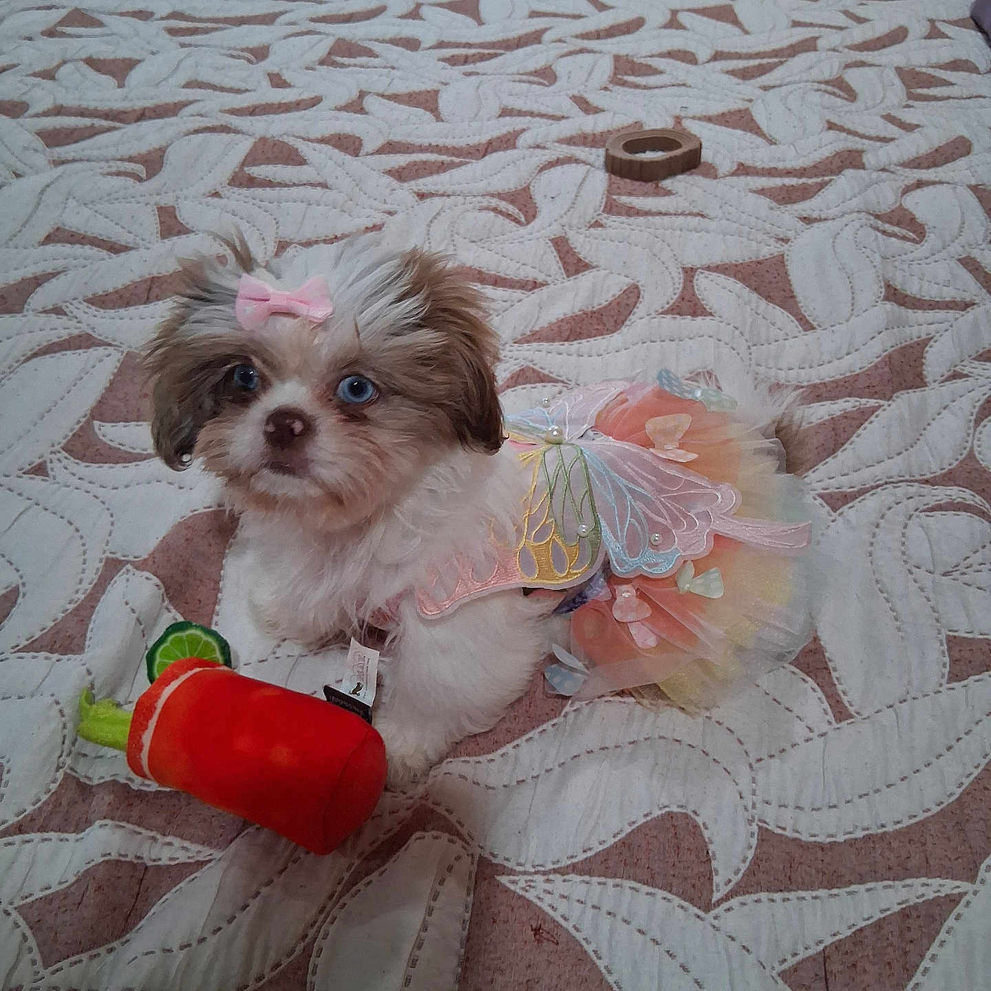Dollie Mae is registered to the contest to win money with this photo: animal, bed, bedding, blanket, bow, carrot, colorful, cute, dog, dress, fur, indoor, looking, pattern, pet, plush_toy, puppy, resting, small_dog, toy
