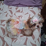 Dollie Mae joined the competition — help win amazing prizes! dog, puppy, costume, dress, bow, bedspread, pattern, indoor, pet, cute, small_dog, fluffy, animal, fur, looking_up, pink, colorful, decor, curious, adorable