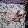 dog, puppy, costume, dress, bow, bedspread, pattern, indoor, pet, cute, small_dog, fluffy, animal, fur, looking_up, pink, colorful, decor, curious, adorable