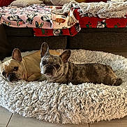 Tyson And Lednay joined the competition — help win amazing prizes! animal, blanket, canine, companionship, couch, cozy, cute, decor, dog, dog_bed, floor, french_bulldog, fur, home, indoor, looking_at_camera, pet, resting, tile_floor, two_dogs