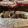 animal, blanket, canine, companionship, couch, cozy, cute, decor, dog, dog_bed, floor, french_bulldog, fur, home, indoor, looking_at_camera, pet, resting, tile_floor, two_dogs