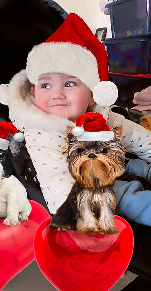 Maella a rejoint le concours — aidez-le/la à gagner de superbes lots ! carnivoran, christmas, christmas_decoration, dog, dog_like_mammal, fun, girl, headwear, holiday, lap, mammal, person, product, santa_claus, toddler, vertebrate, yorkshire_terrier