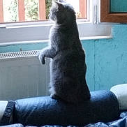 Bébé a rejoint le concours — aidez-le/la à gagner de superbes lots ! cat, gray_cat, indoor, window, couch, leather, furniture, pet, animal, curious, sitting, side_view, daylight, wooden_frame, wall, blue_wall, radiator, domestic, home, looking_out