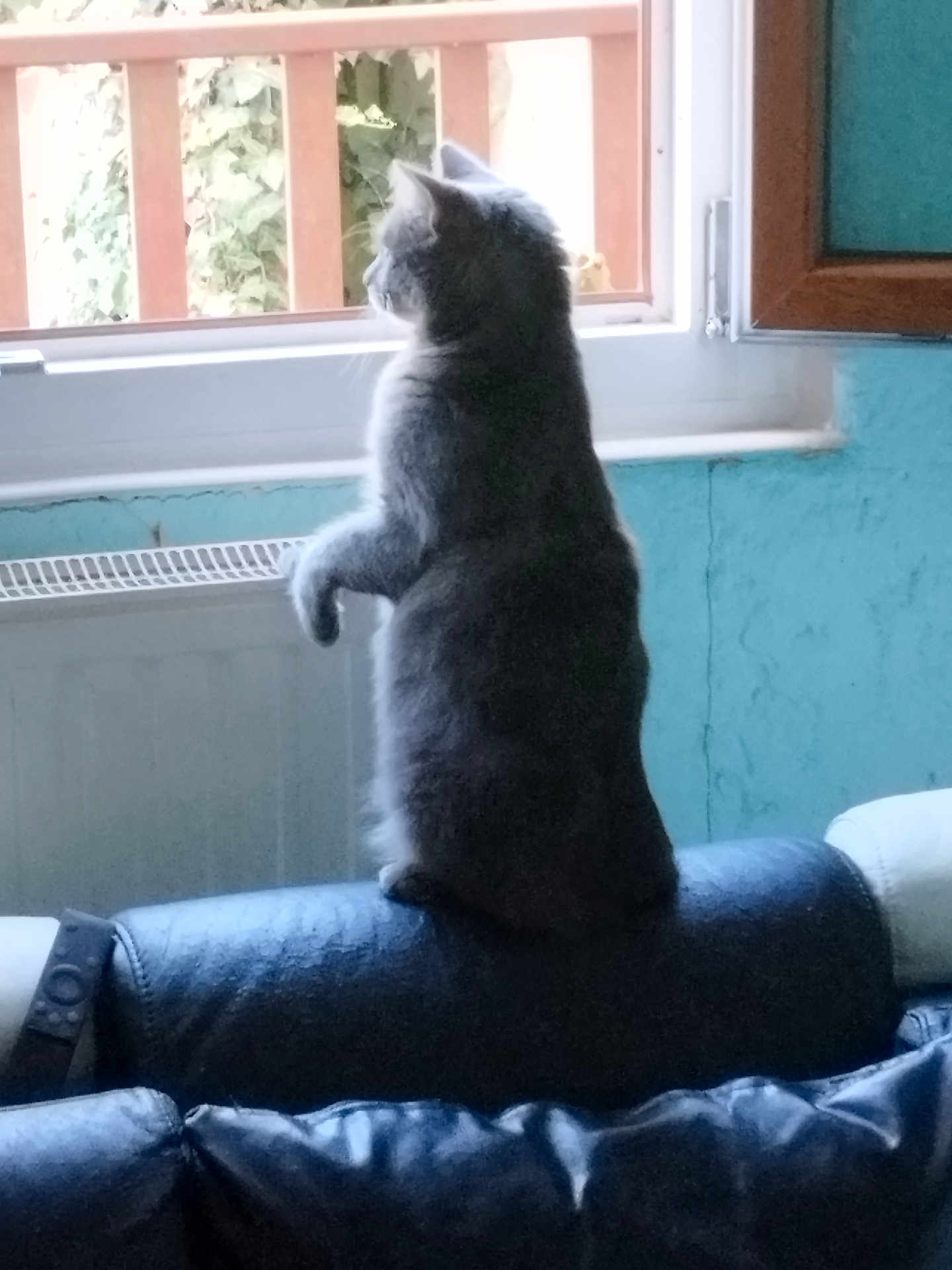 Bébé a rejoint le concours — aidez-le/la à gagner de superbes lots ! cat, gray_cat, indoor, window, couch, leather, furniture, pet, animal, curious, sitting, side_view, daylight, wooden_frame, wall, blue_wall, radiator, domestic, home, looking_out