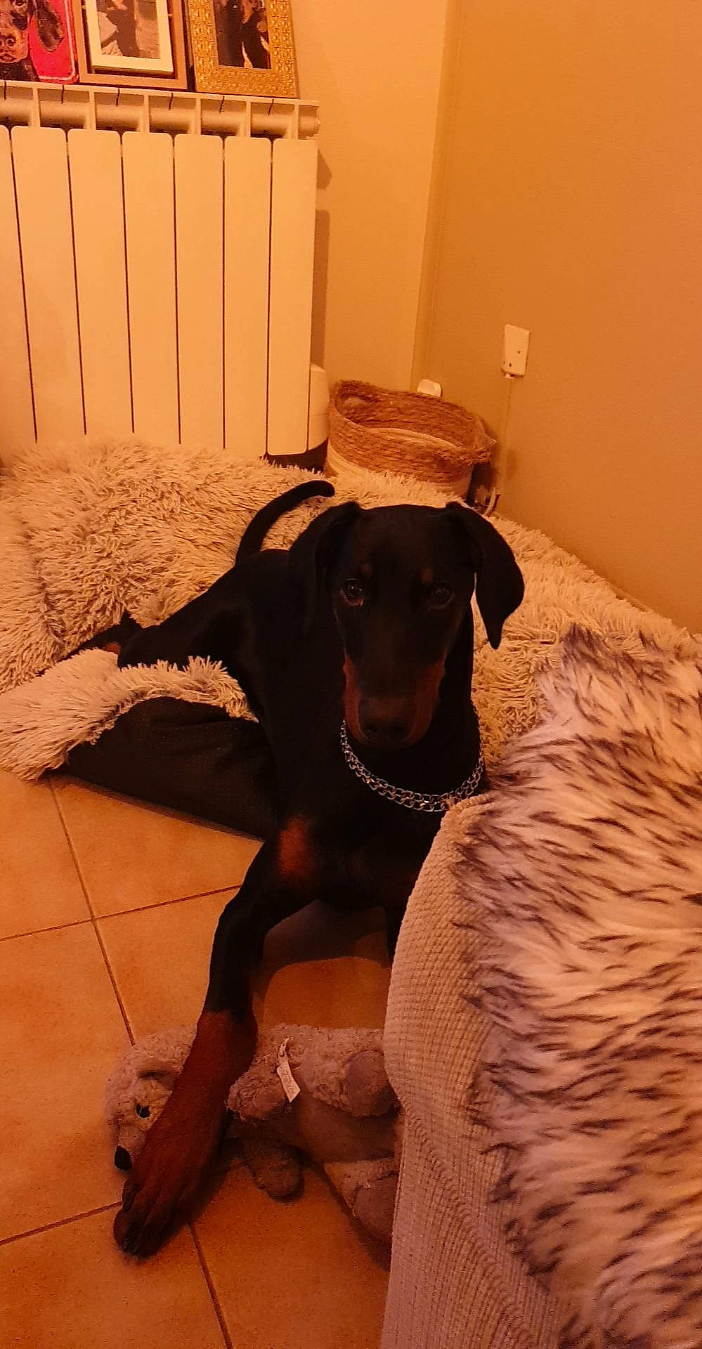 Thalia a rejoint le concours — aidez-le/la à gagner de superbes lots ! carnivore, comfort, companion_dog, dog, dog_breed, dog_collar, fawn, floor, flooring, fur, hardwood, hat, liver, pet_supply, snout, sporting_group, tail, terrestrial_animal, wood, working_animal