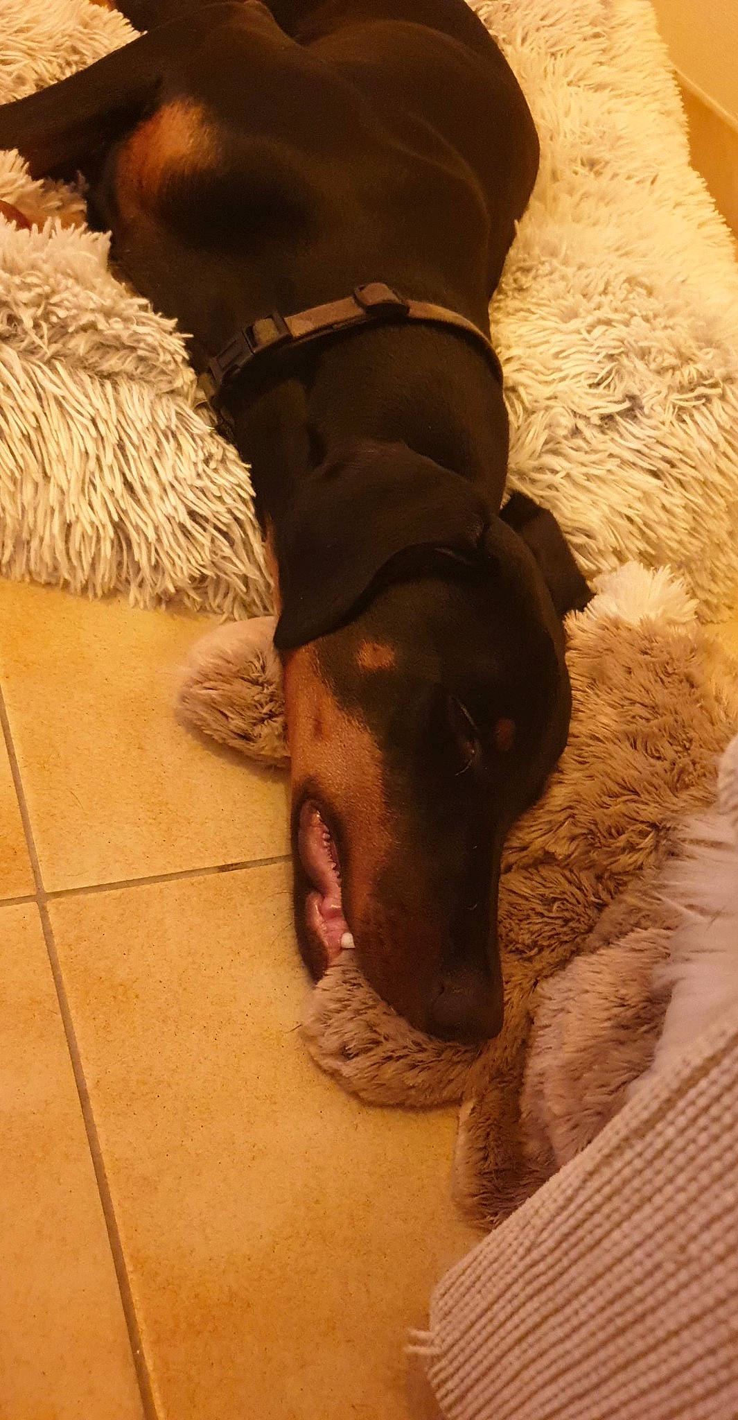 Thalia a rejoint le concours — aidez-le/la à gagner de superbes lots ! animal_feed, canidae, carnivore, comfort, companion_dog, dog, dog_breed, fawn, flooring, fur, human_leg, liver, mammal, paw, pet_supply, snout, sporting_group, vertebrate, wood, working_animal