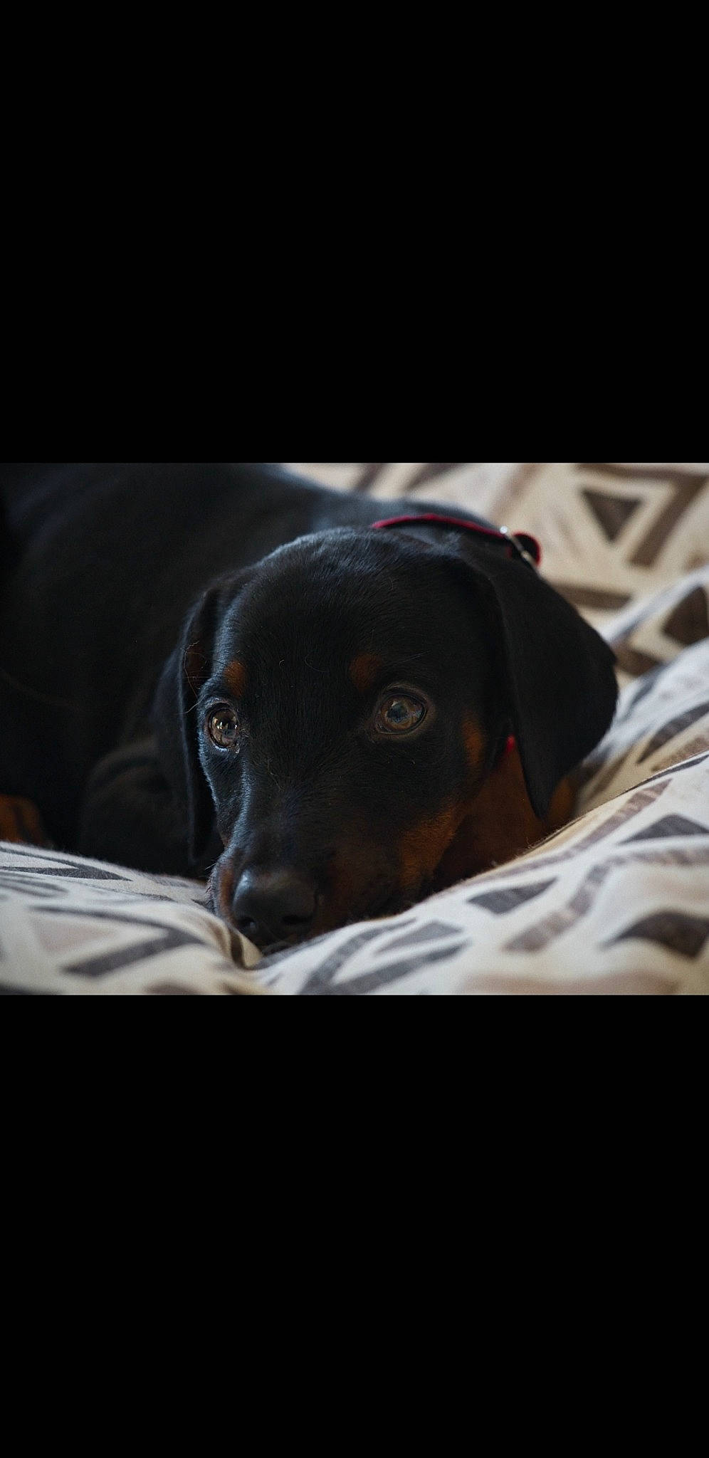 Thalia a rejoint le concours — aidez-le/la à gagner de superbes lots ! borador, canidae, carnivore, comfort, companion_dog, darkness, dog, dog_breed, ear, flash_photography, fur, gun_dog, hunting_dog, liver, monochrome_photography, snout, sporting_group, terrestrial_animal, whiskers, working_animal