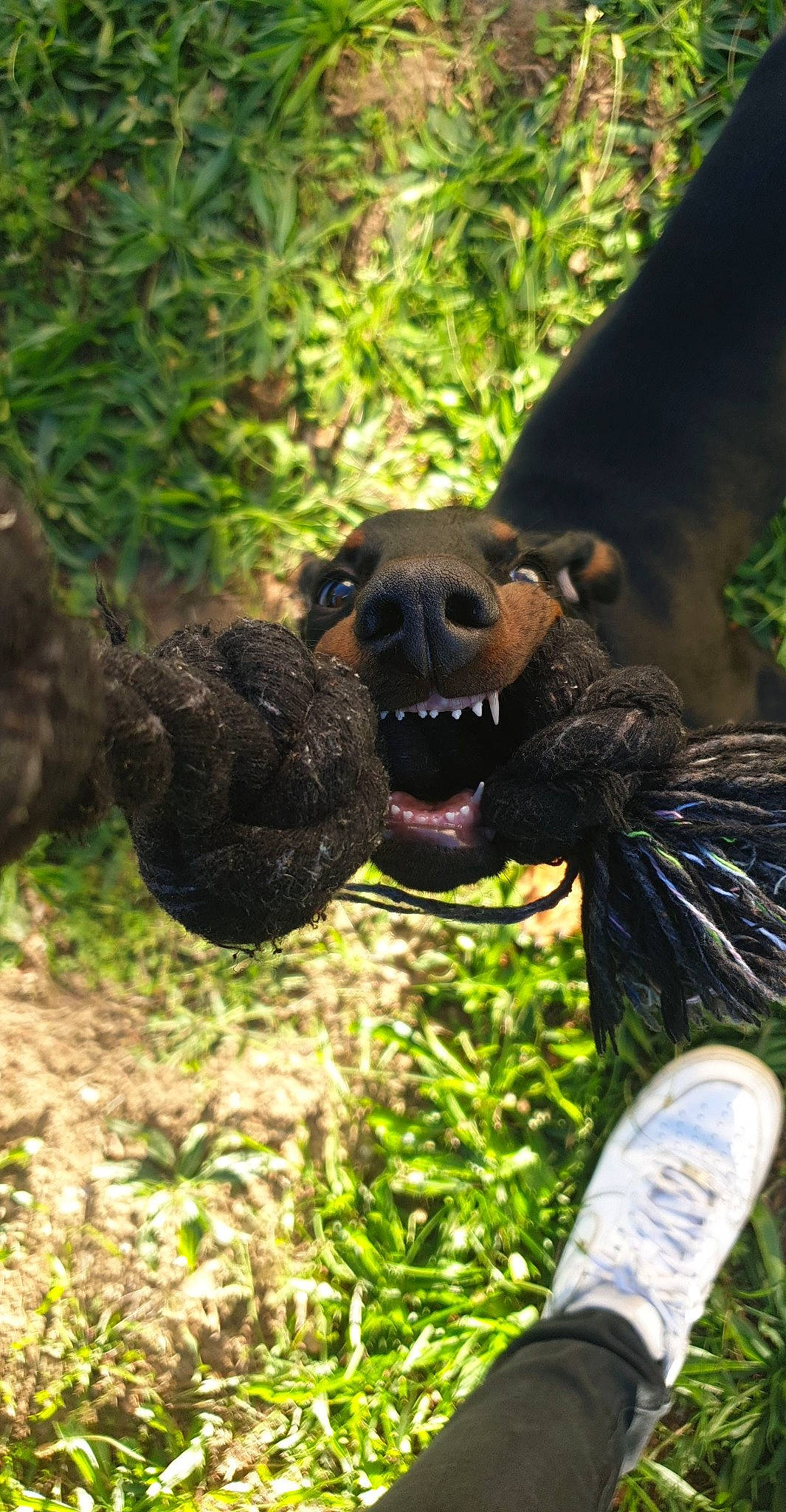 Thalia a rejoint le concours — aidez-le/la à gagner de superbes lots ! canidae, carnivore, companion_dog, dog, dog_breed, fawn, grass, guard_dog, happy, hunting_dog, liver, plant, puppy, rainforest, sporting_group, terrestrial_animal, toy_dog, wildlife, working_animal, working_dog