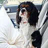 animal, black_white_brown, calm, car_interior, cavalier_king_charles_spaniel, collar, companion, cute, dog, fur, indoors, leash, looking_away, pet, pillow, portrait, raindrops, seat, seatbelt, window