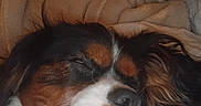 Peppy is registered to the contest to win money with this photo: dog, sleeping, close_up, pet, blanket, cozy, fur, face, nostrils, ears, whiskers, napping, relaxation, indoor, comfort, brown, white, black, snout, cute