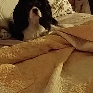 Peppy joined the competition — help win amazing prizes! dog, black_and_white, blanket, couch, indoor, pet, resting, furniture, cozy, animal, canine, lying_down, domestic_animal, fur, mammal, bed, household, comfort, relaxing, companion