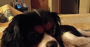 Peppy joined the competition — help win amazing prizes! animal, bed, black_and_white, brown, canine, cavalier_king_charles_spaniel, close_up, companion, cozy, decor, dog, fur, furniture, indoor, living_room, pet, quilt, relaxation, resting, television