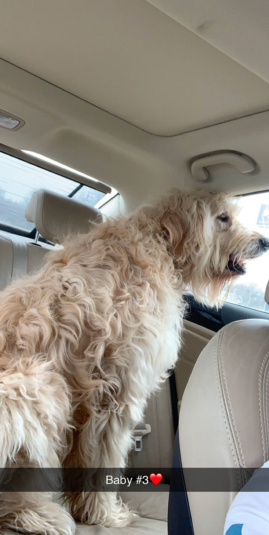 Boomer joined the competition — help win amazing prizes! briquet_griffon_vendeen, canidae, carnivore, catalan_sheepdog, dog, dog_breed, dutch_smoushond, glen_of_imaal_terrier, goldendoodle, irish_soft_coated_wheaten_terrier, irish_wolfhound, mammal, rare_breed_dog, schnoodle, sporting_group, sporting_lucas_terrier, terrier, west_highland_white_terrier