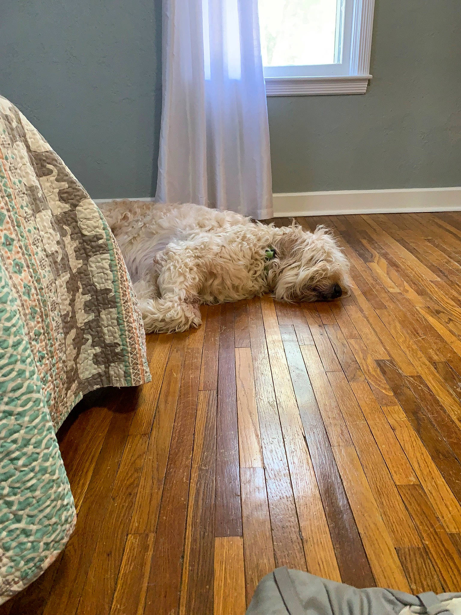 Boomer joined the competition — help win amazing prizes! beige, canidae, floor, flooring, fur, furniture, hardwood, home, house, interior_design, laminate_flooring, living_room, room, wood, wood_flooring