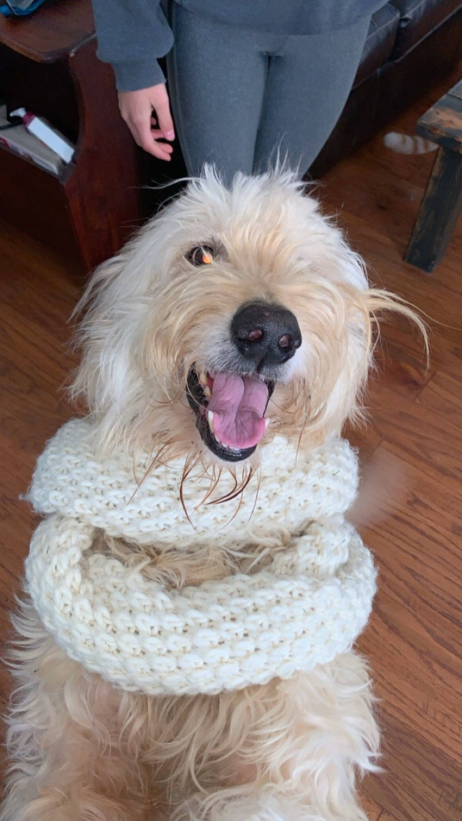 Boomer joined the competition — help win amazing prizes! briquet_griffon_vendeen, canidae, carnivore, companion_dog, coton_de_tulear, dog, dog_breed, goldendoodle, mammal, non_sporting_group, old_english_sheepdog, poodle, poodle_crossbreed, rare_breed_dog, sapsali, sporting_group, terrier, tibetan_terrier, vertebrate, west_highland_white_terrier