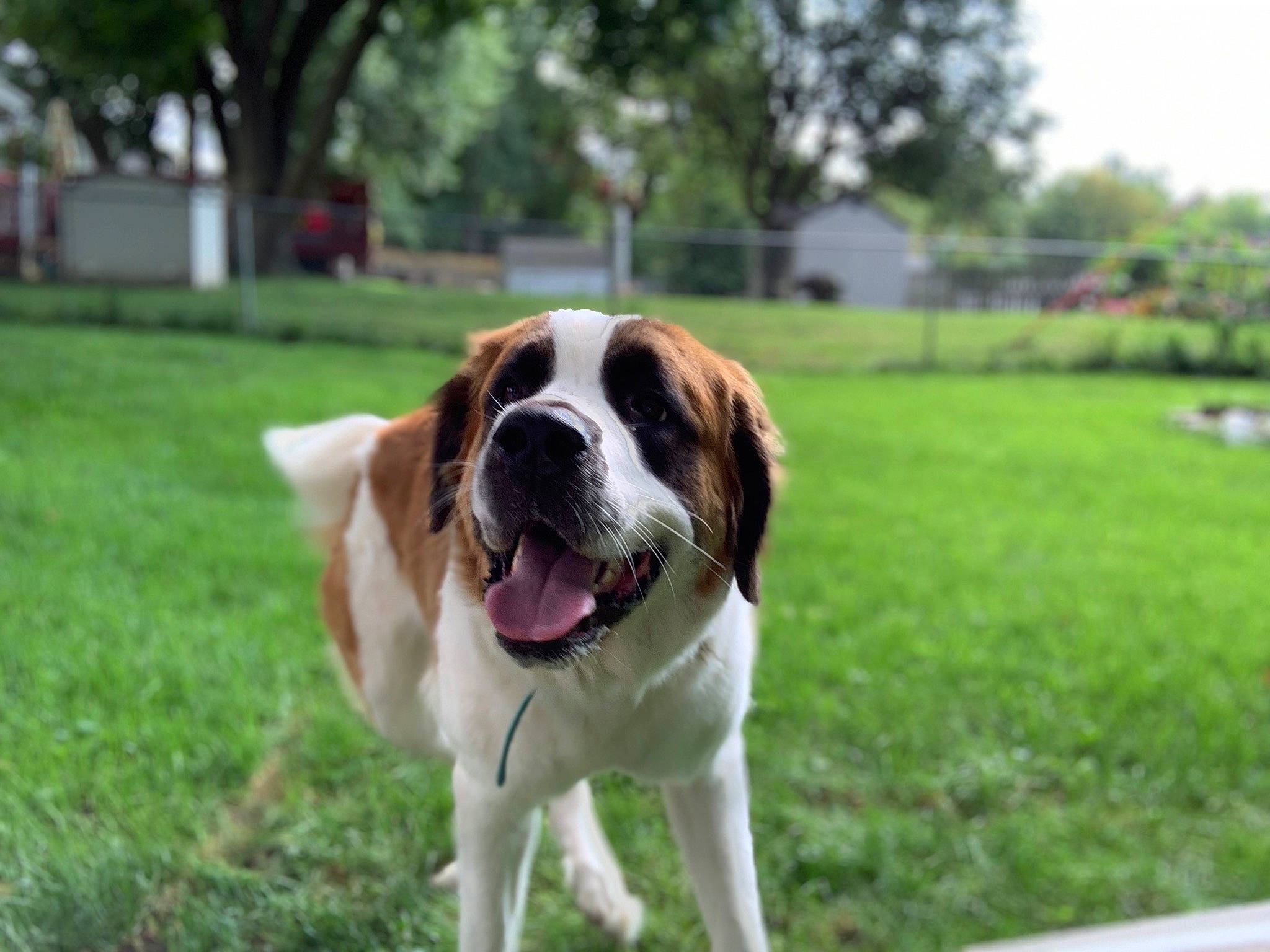 Annie Mae is registered to the contest to win money with this photo: canidae, carnivore, companion_dog, dog, dog_breed, drentse_patrijshond, fawn, mammal, moscow_watchdog, rafeiro_do_alentejo, rare_breed_dog, snout, sporting_group, st_bernard, vertebrate, working_dog